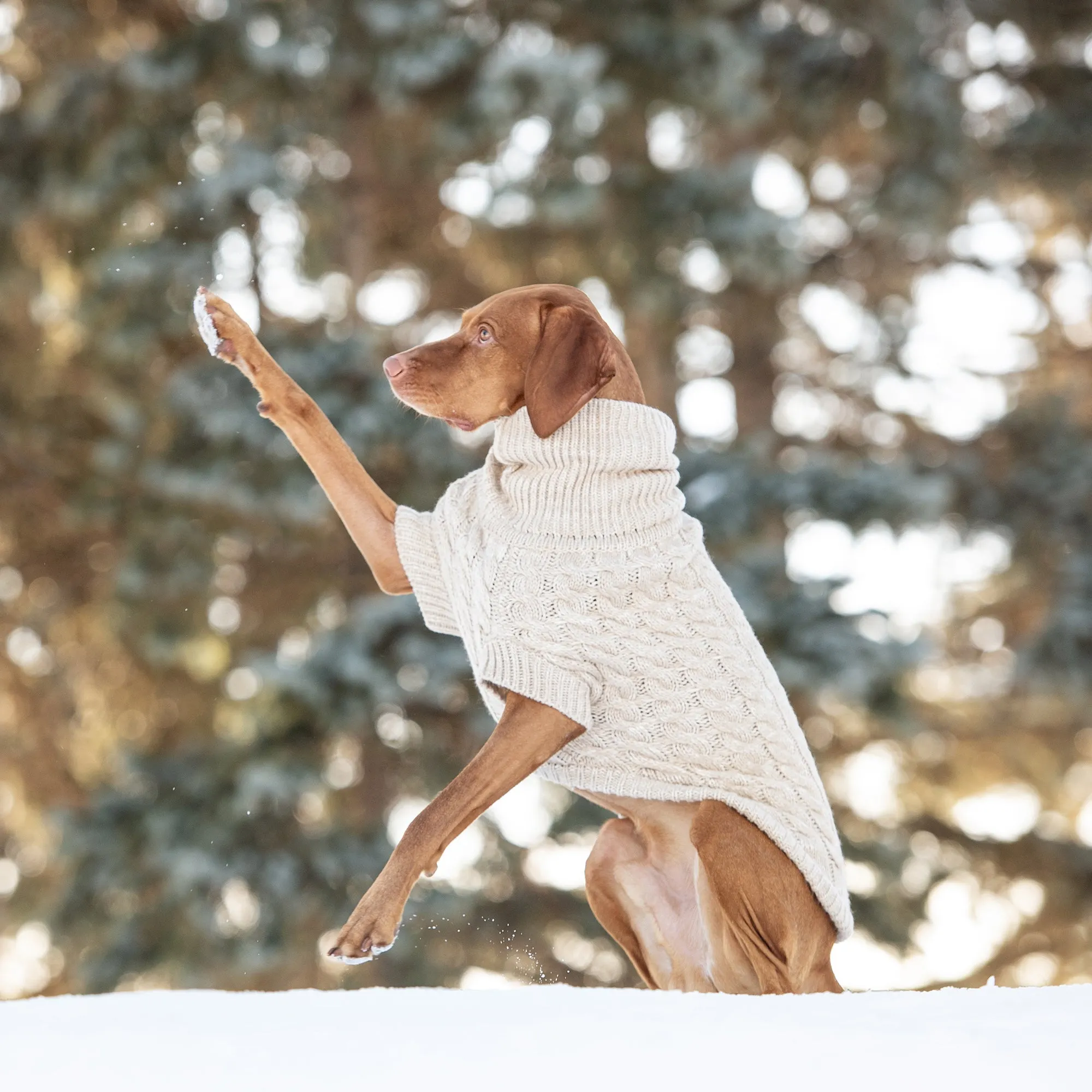 Chalet Dog Winter Sweater