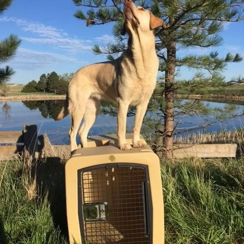 Dakota 283 G3 Large Framed Kennel