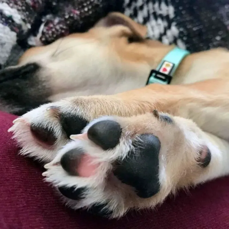 Dog Paw Balm
