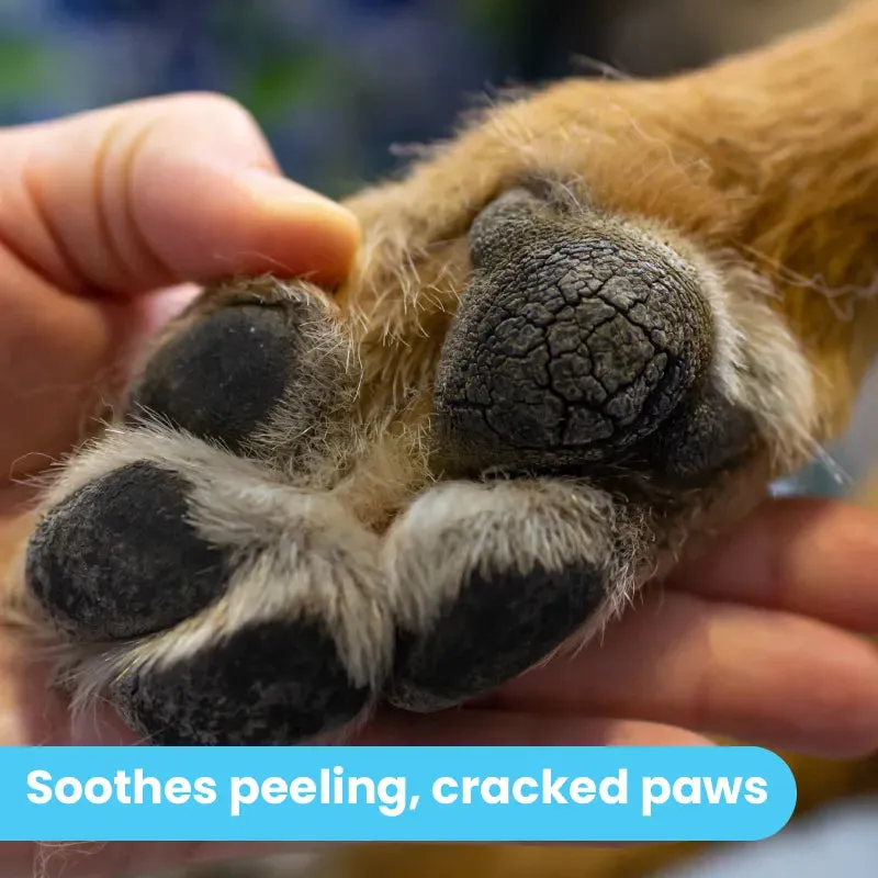 Dog Paw Balm