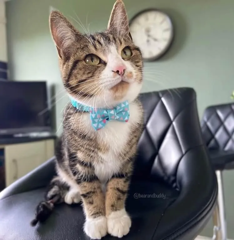 Turquoise Geometric Bow Tie Cat Collar with Safety Release Buckle