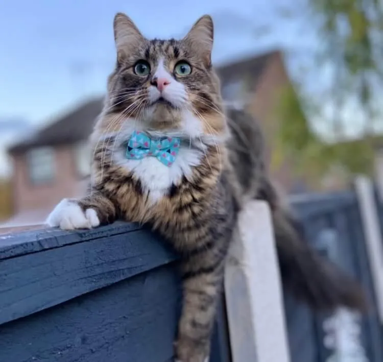 Turquoise Geometric Bow Tie Cat Collar with Safety Release Buckle