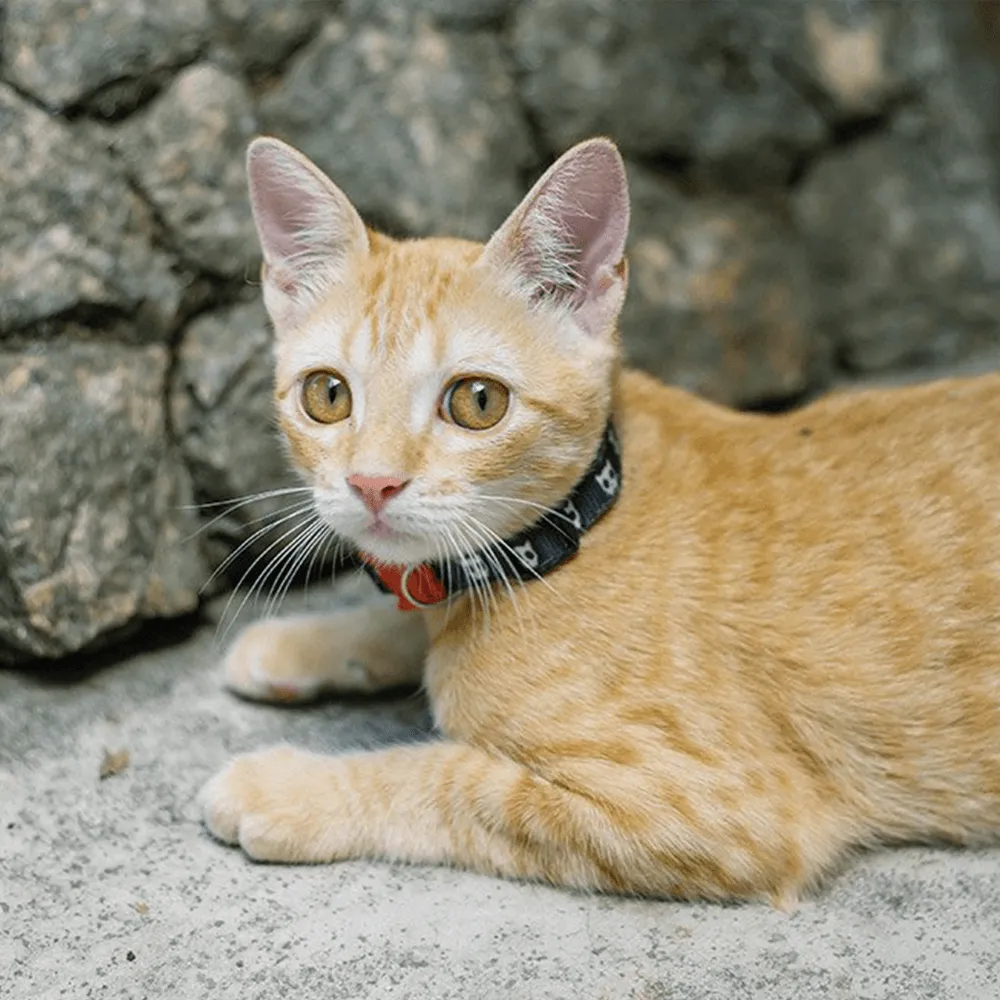 Zee.Cat Skull 2.0 Cat Collar